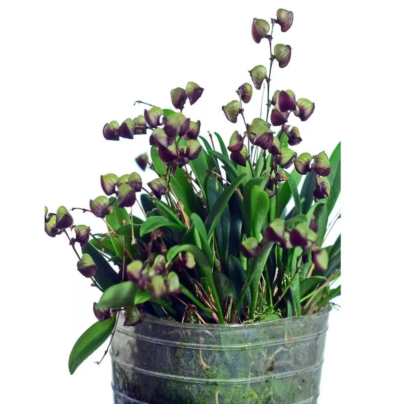 stelis-patens Stelis patens
