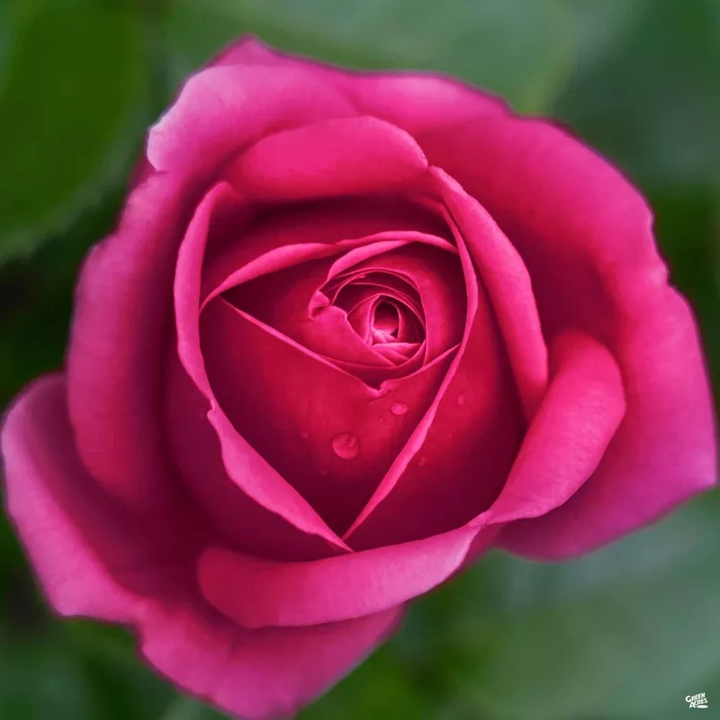stiletto-rose Stiletto Rose