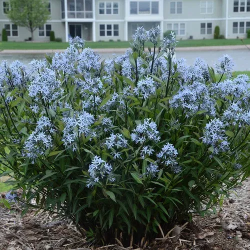 storm-cloud-amsonia Storm Cloud Amsonia