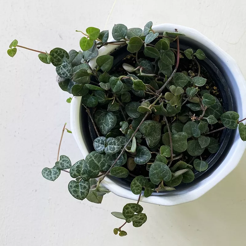 String of Hearts 4″