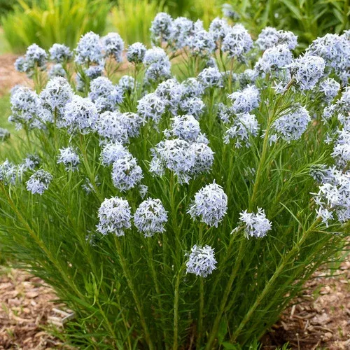 string-theory-amsonia String Theory Amsonia