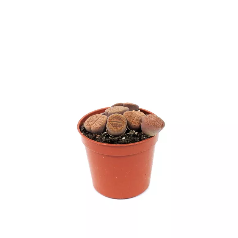 Succulent 2.5in Lithops Living Stone