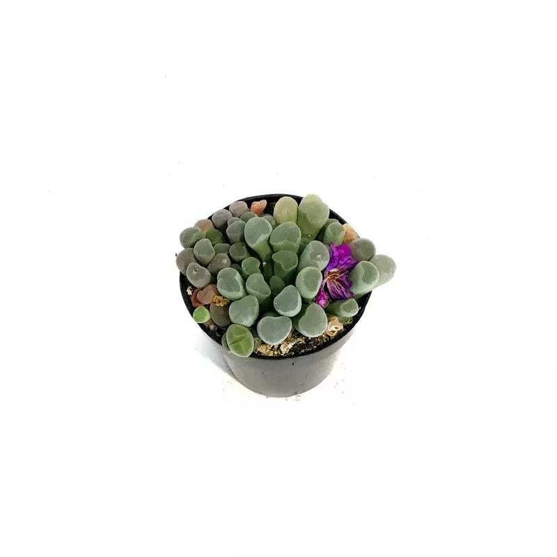 succulent-2-5in-purple-baby-toes Succulent 2.5in Purple Baby Toes