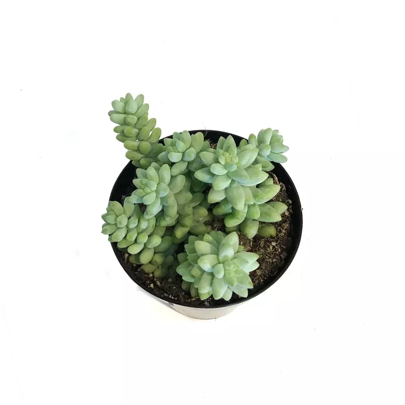 succulent-9cm-sedum-donkeys-tail Succulent 9cm Sedum Donkeys Tail