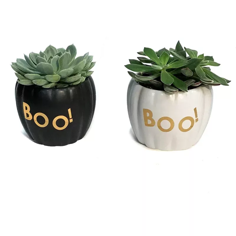 succulent4in-in-boo Succulent4in In BOO