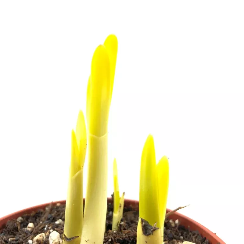 Summer Snowflake 4in Planted Bulb