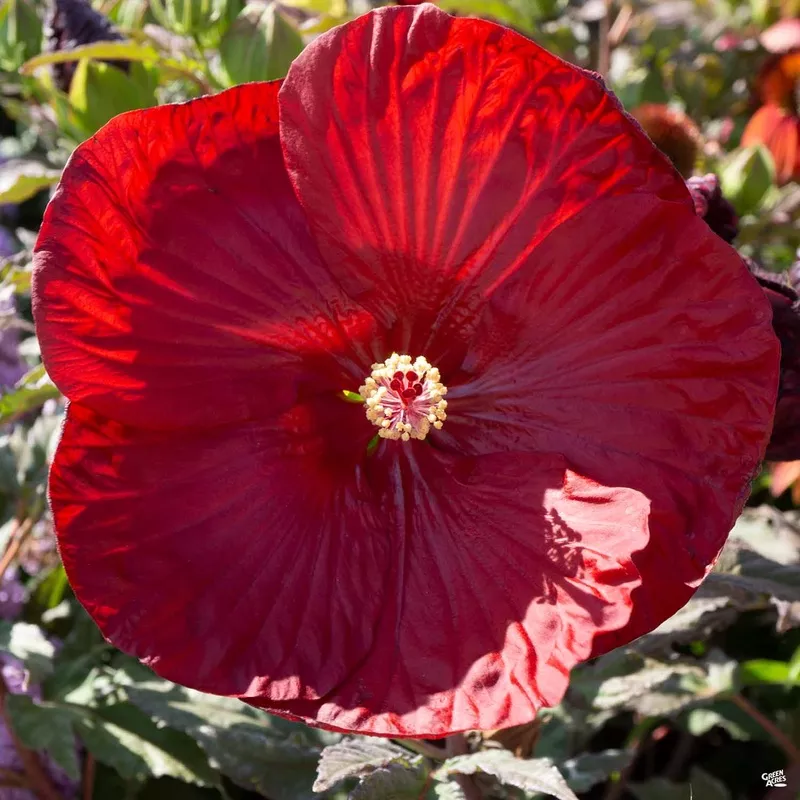 summerific-hibiscus Summerific Hibiscus