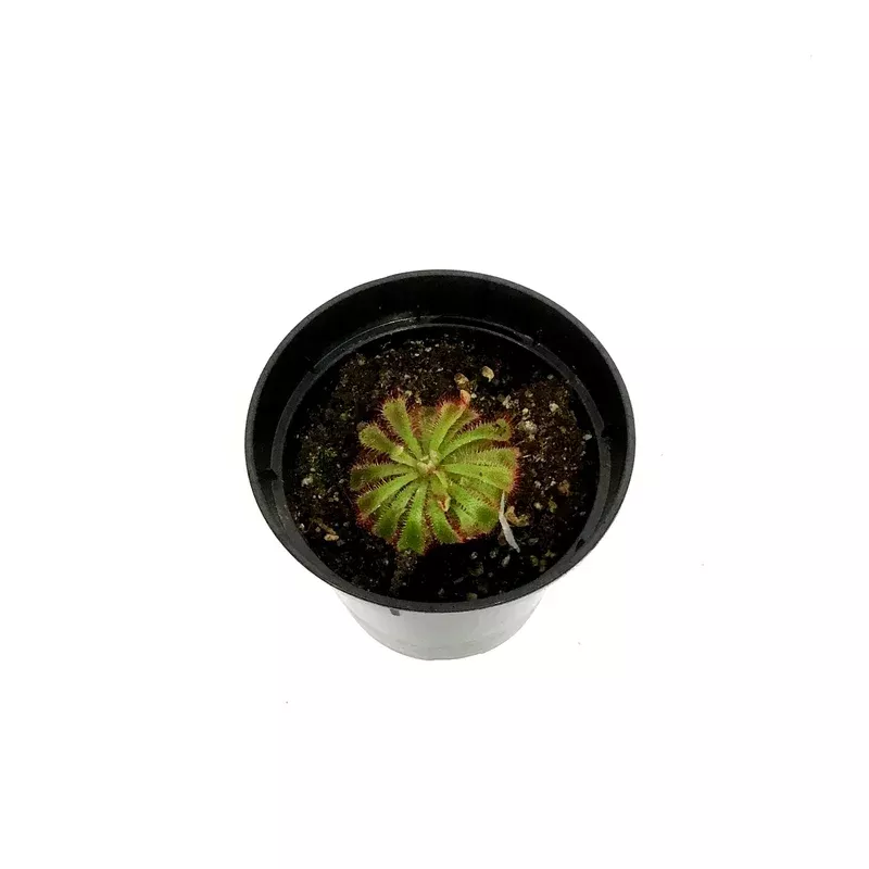 Sundew 3.5in Alice
