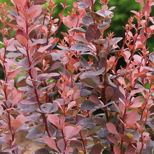sunjoy-plum-pillar-barberry Sunjoy Plum Pillar™ Barberry