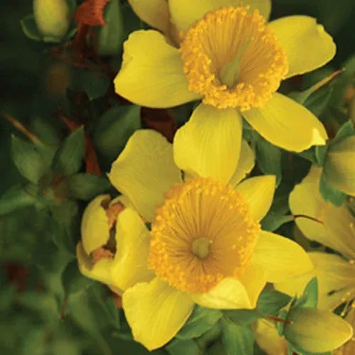sunny-boulevard-st-john-s-wort Sunny Boulevard St. John’s Wort