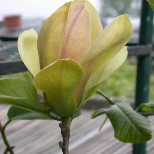 sunsation-magnolia Sunsation Magnolia