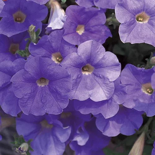 surfinia-sky-blue-petunia Surfinia Sky Blue Petunia