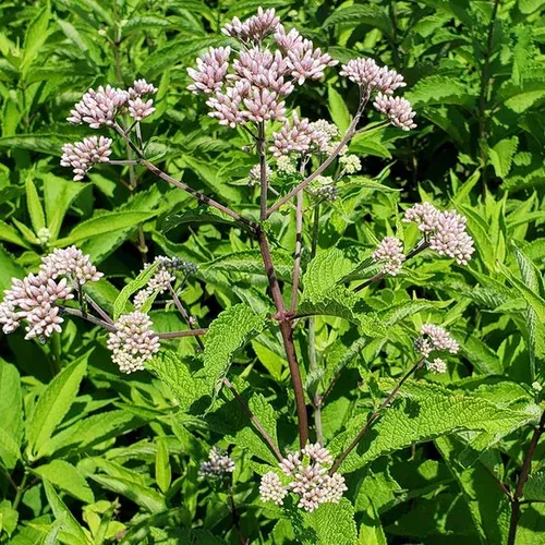 sweet-joe-pye-weed Sweet Joe Pye Weed