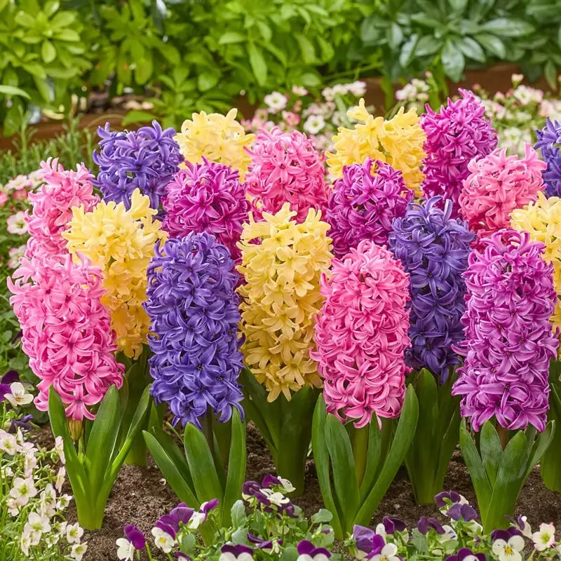 Sweet Spikes Hyacinth Mixture