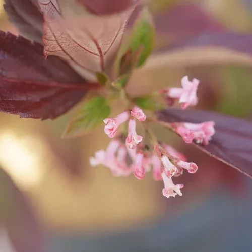 Sweet Talker Viburnum