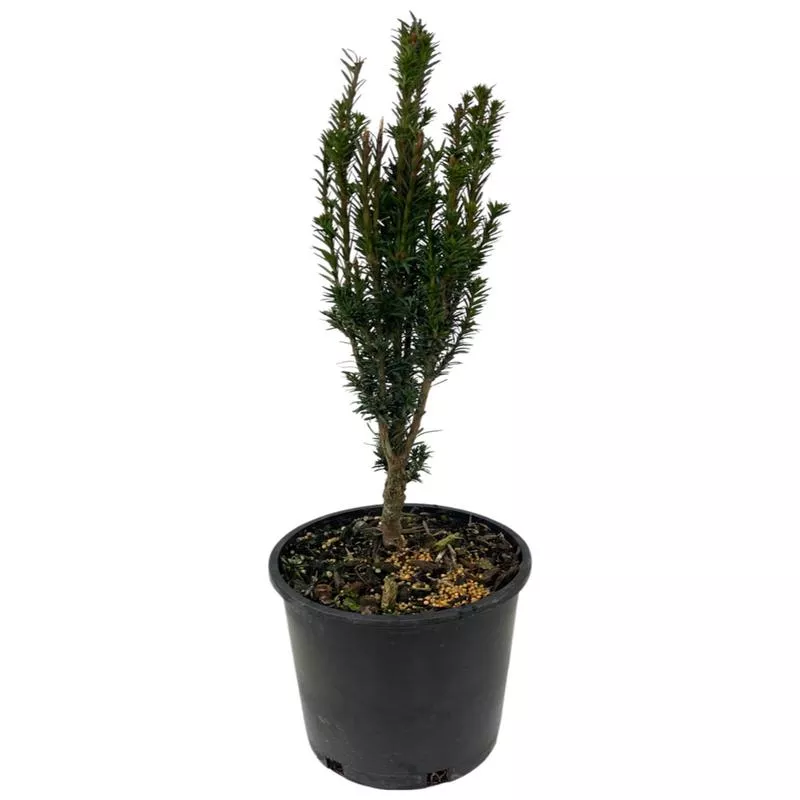 taxus-baccata-fastigiata-micro Taxus baccata ‘Fastigiata Micro’