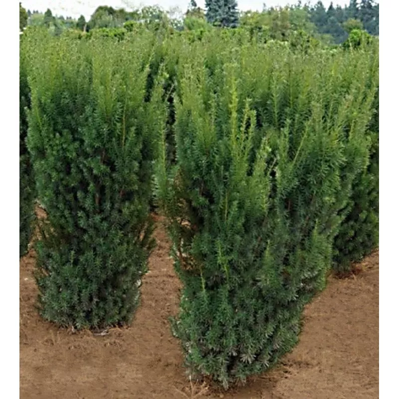 taxus-m-hicksii-5 Taxus m Hicksii 5′