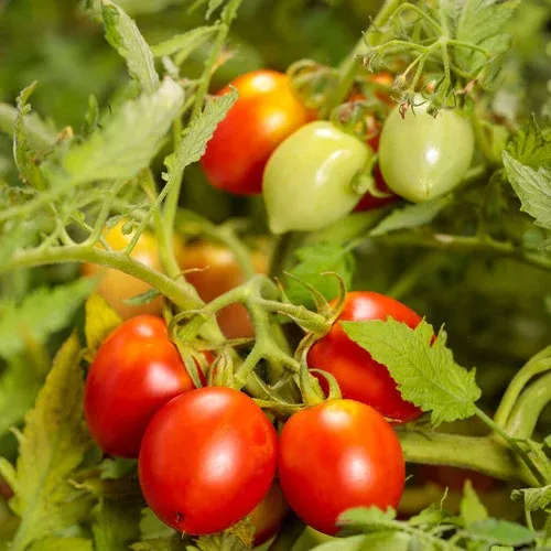 tempting-tomatoes-garden-gem-tomato Tempting Tomatoes Garden Gem Tomato