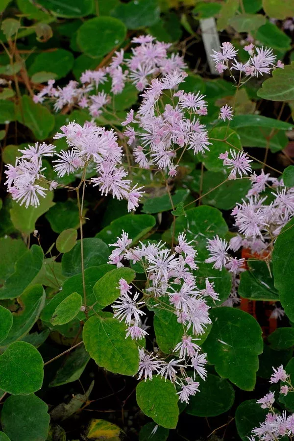 thalictrum-ichangense-evening-star Thalictrum ichangense ‘Evening Star’