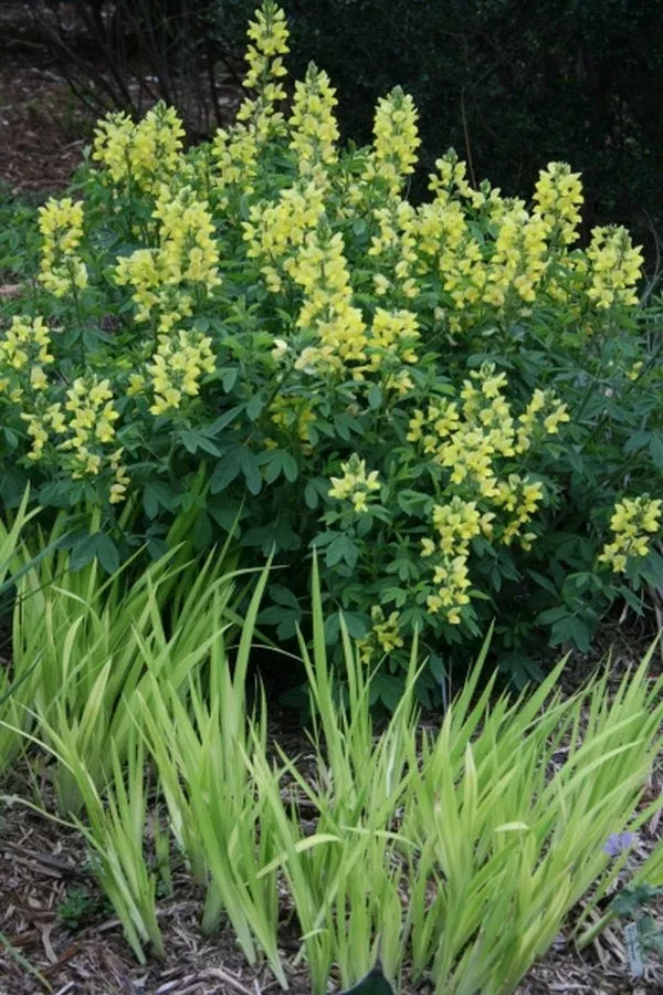 thermopsis-lupinoides Thermopsis lupinoides