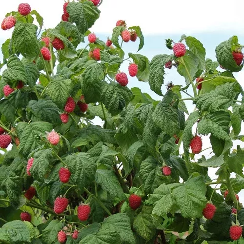 thornless-caroline-raspberry Thornless Caroline Raspberry