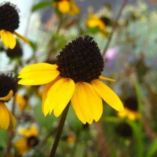 Three Lobed Coneflower