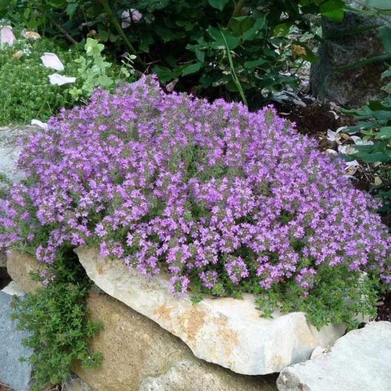 Thymus serphyllum coccineum ‘Praecox’