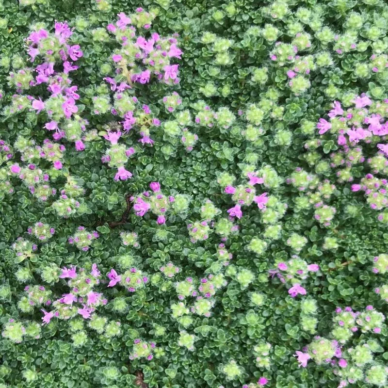 Thymus serphyllum ‘Elfin’