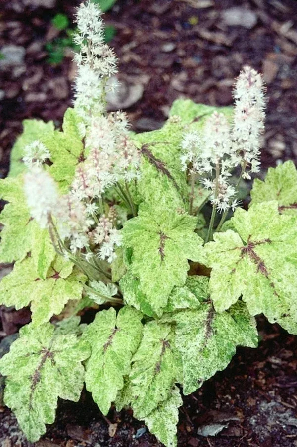 tiarella-polyphylla-heronswood-mist Tiarella polyphylla ‘Heronswood Mist’