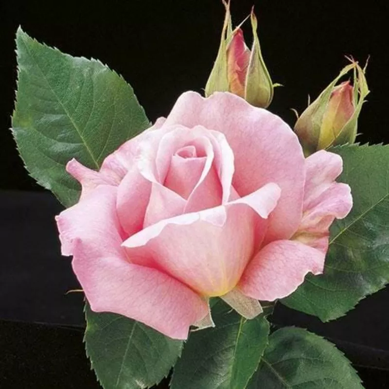 tiffany-weeks-rose Tiffany – Weeks Rose