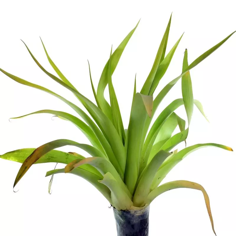 tillandsia-fraseri Tillandsia fraseri