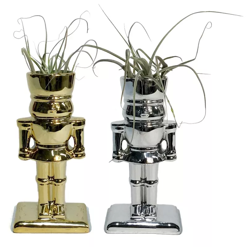Tillandsia With Nutcracker Pot