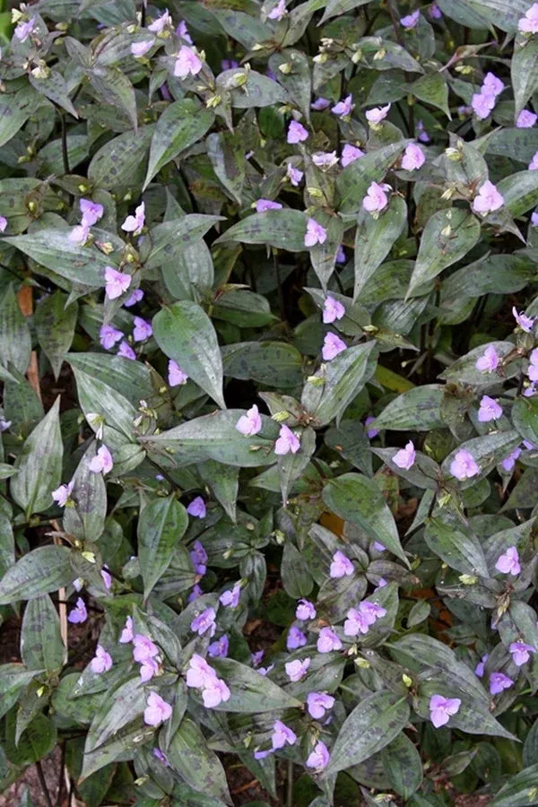 tinantia-pringlei-panther Tinantia pringlei ‘Panther’