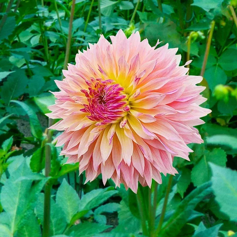 tom-pouce-dahlia Tom Pouce Dahlia