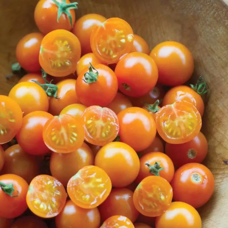 tomato-sungold-2-gallon-with-cage TOMATO SUNGOLD – 2 GALLON WITH CAGE
