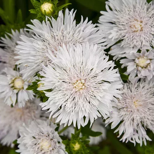Totally Stoked Whitecaps Stokes Aster