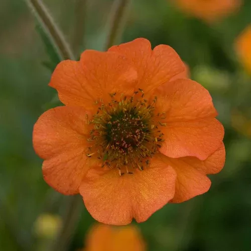 Totally Tangerine Geum