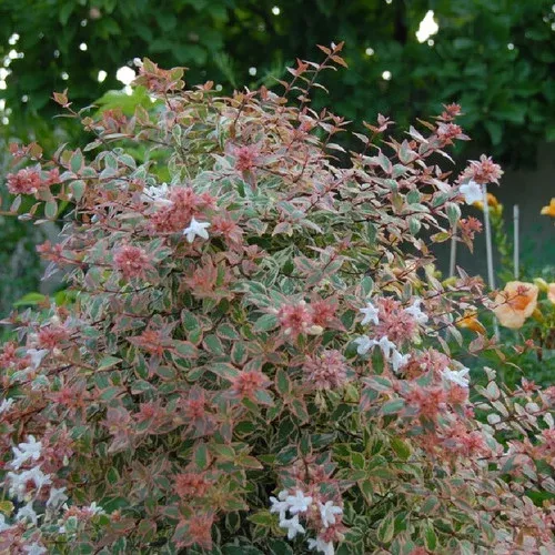 TRES AMIGOS Abelia