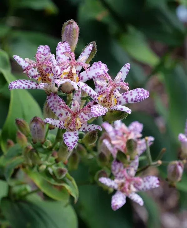 tricyrtis-momoe Tricyrtis ‘Momoe’