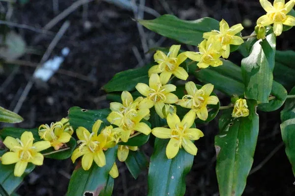 Tricyrtis perfoliata