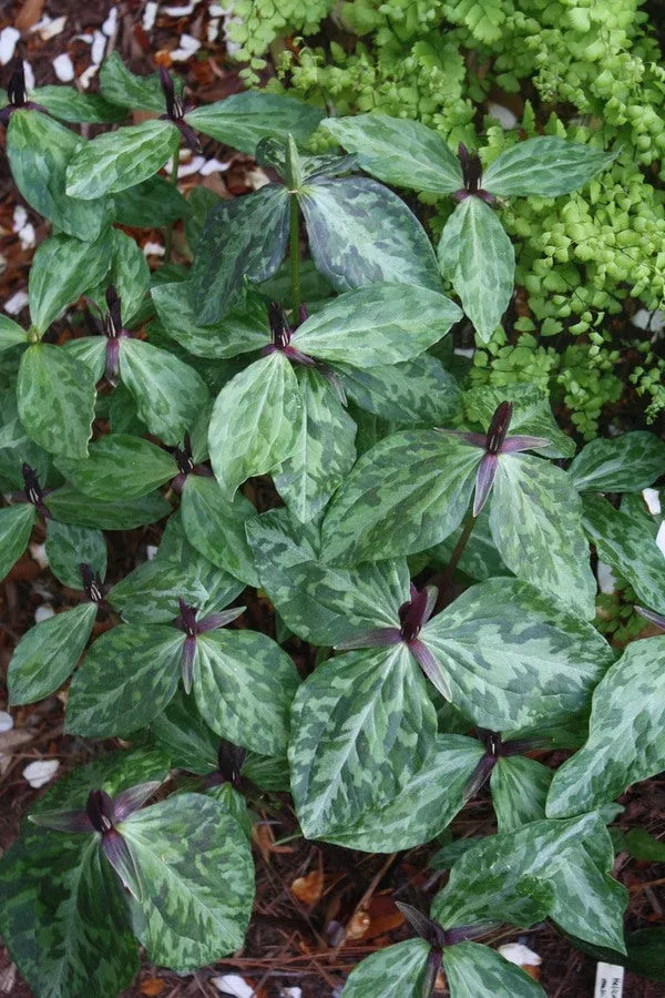 trillium-gracile-sabine Trillium gracile ‘Sabine’