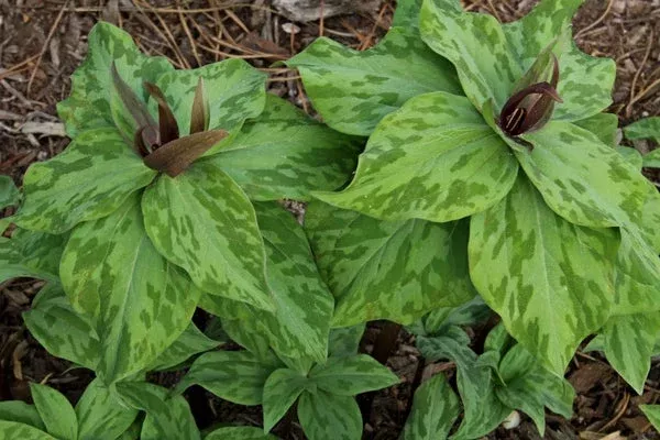 trillium-julia Trillium ‘Julia’
