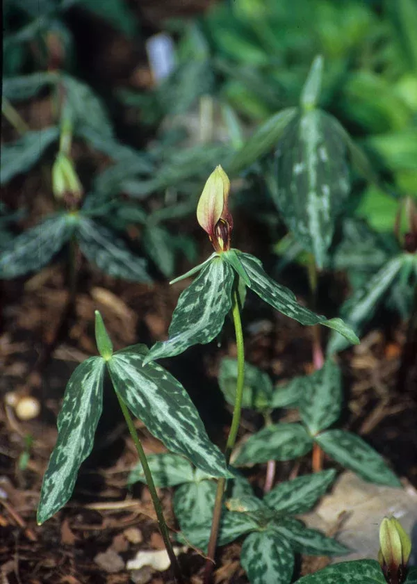 trillium-lancifolium-coll-a2fl-013 Trillium lancifolium coll. #A2FL-013
