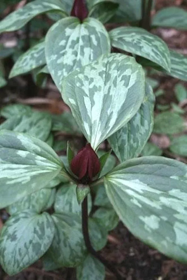 Trillium recurvatum ‘Arcadia’
