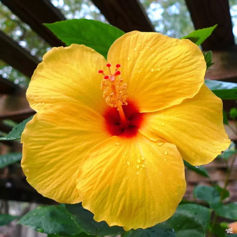 tropical-hibiscus-pink Tropical Hibiscus Pink