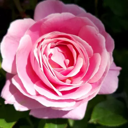 true-perfume-rose True Perfume Rose