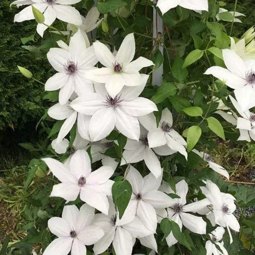 tsukiko-clematis Tsukiko™ Clematis