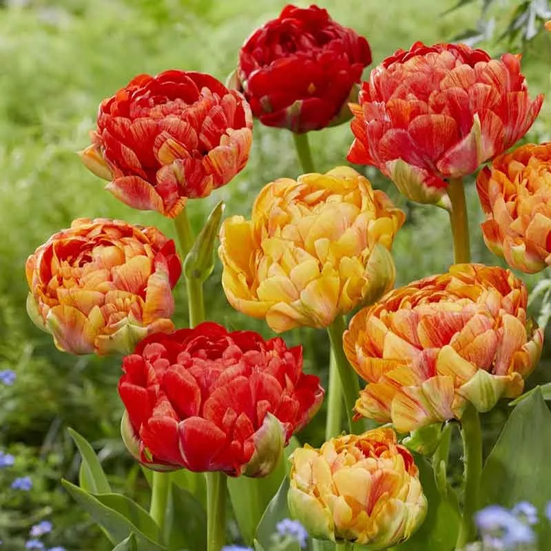 tulip-bulbs-double-gudoshnik Tulip Bulbs – Double Gudoshnik