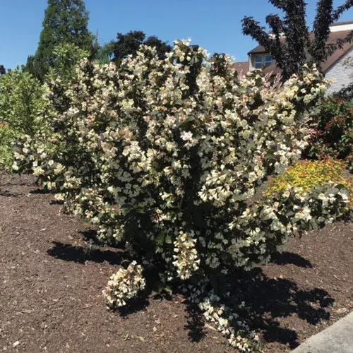 tuxedo-weigela Tuxedo™ Weigela