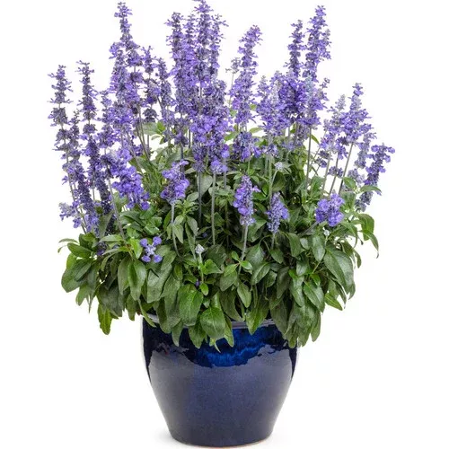 unplugged-so-blue-salvia Unplugged So Blue Salvia